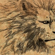 12 Eugenia De León - Lion sketch-f